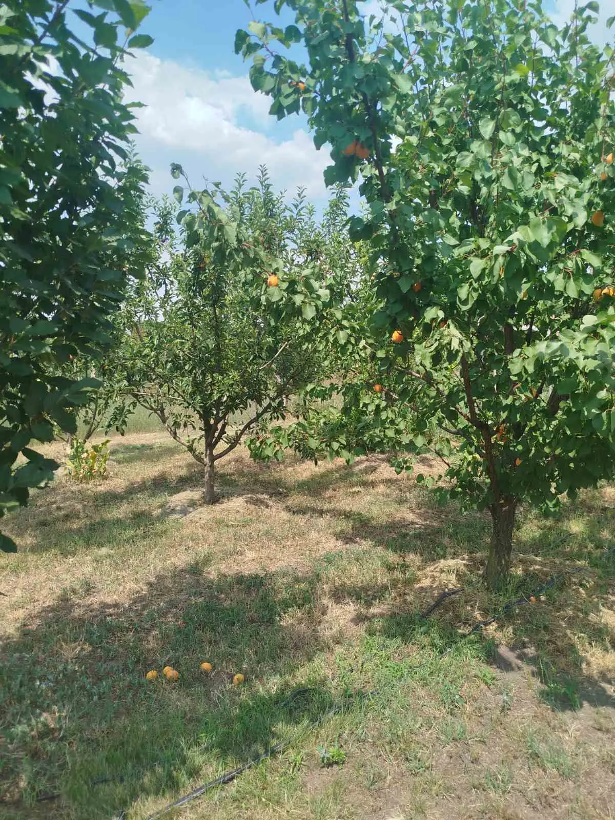 Nova kuća 204m² / plac 12ari – Radičević, Bečej